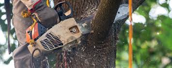 Cherry Hill Mall, NJ Tree Removal Company