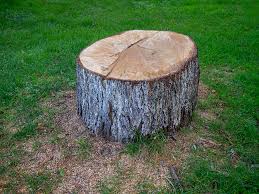 Best Tree Disease Treatment  in Cherry Hill Mall, NJ