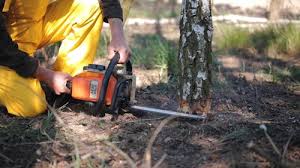Best Root Management and Removal  in Cherry Hill Mall, NJ